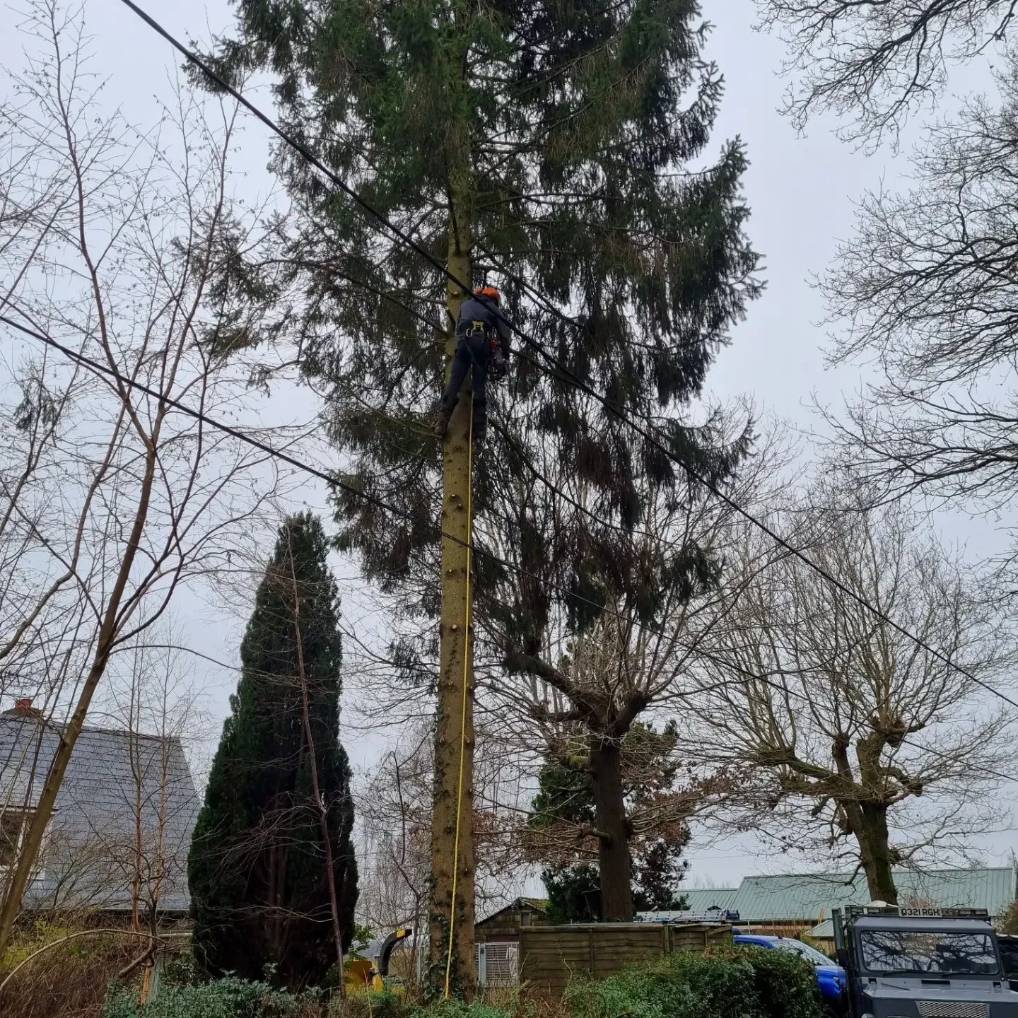 A man on a high wire high up in a tree.