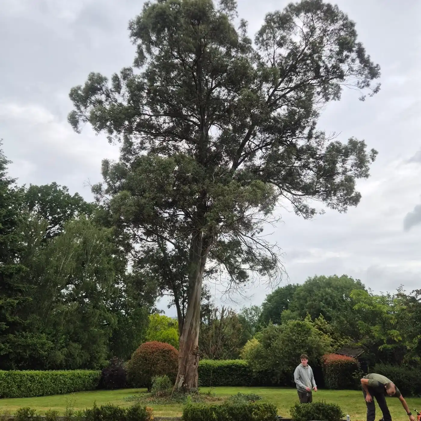 Large eucalyptus tree in a garden with two people near trimmed bushes on overcast day.