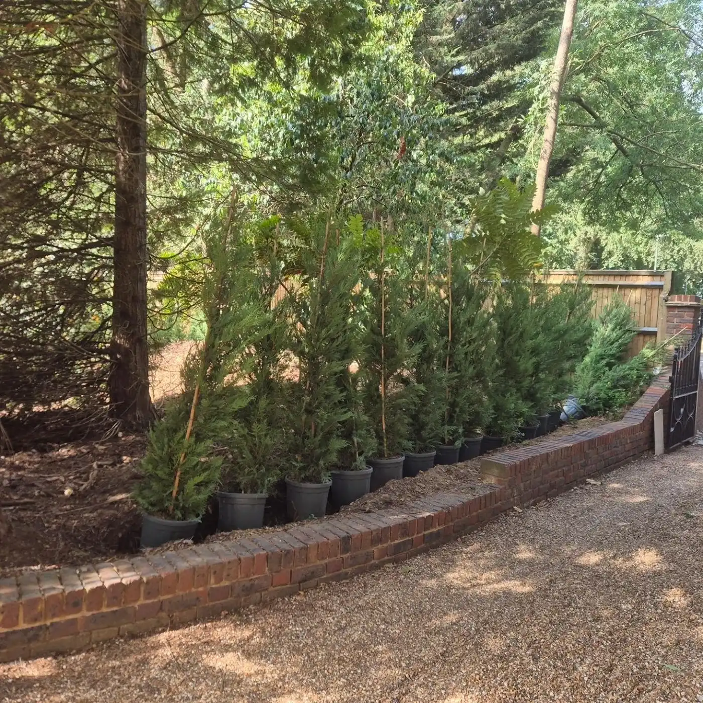Row of potted young evergreen trees lined up beside a brick wall along a gravel pathway.